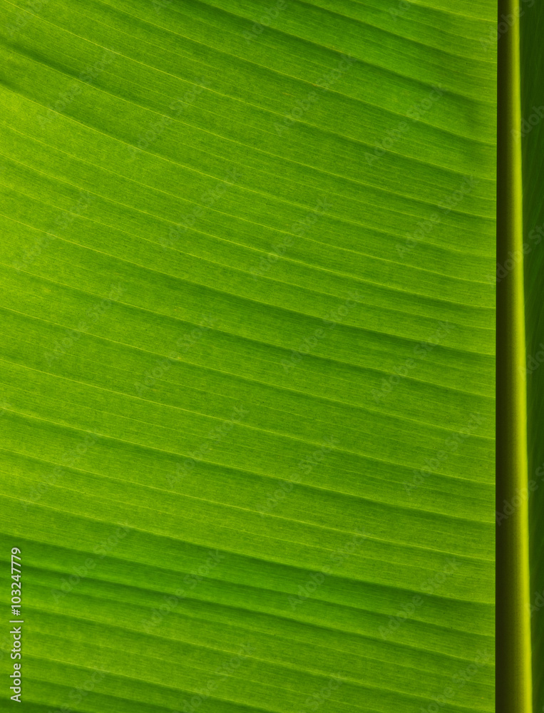  green leaf texture