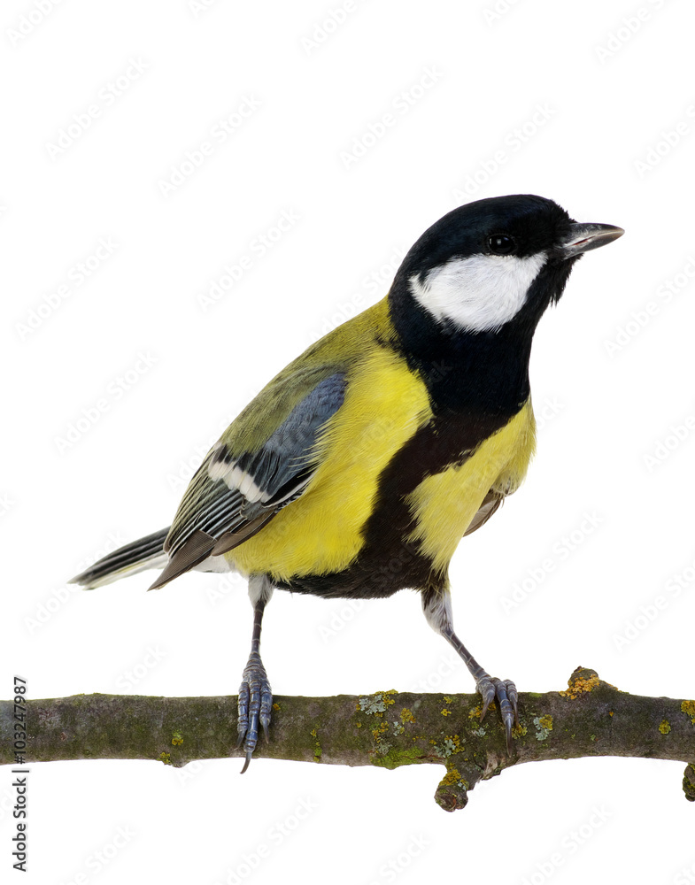 great tit