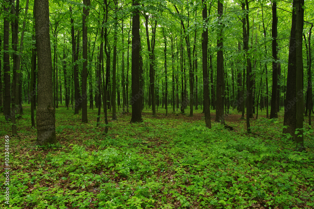 beautiful green forest