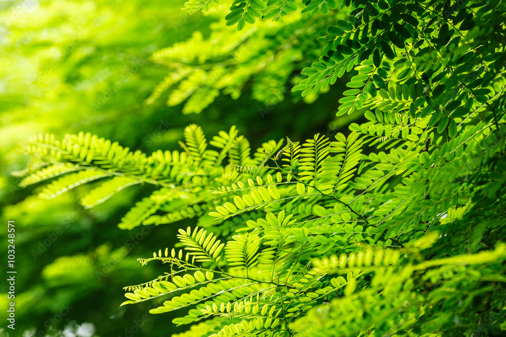 green tree leaves natural background in the summer