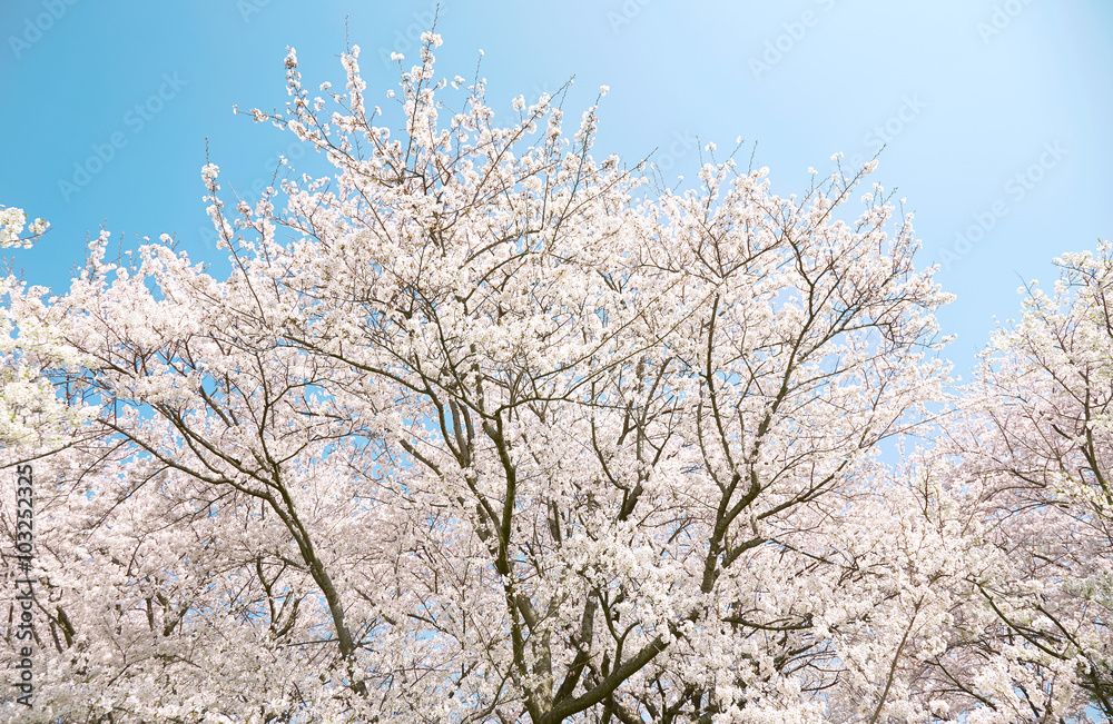 桜　染井吉野