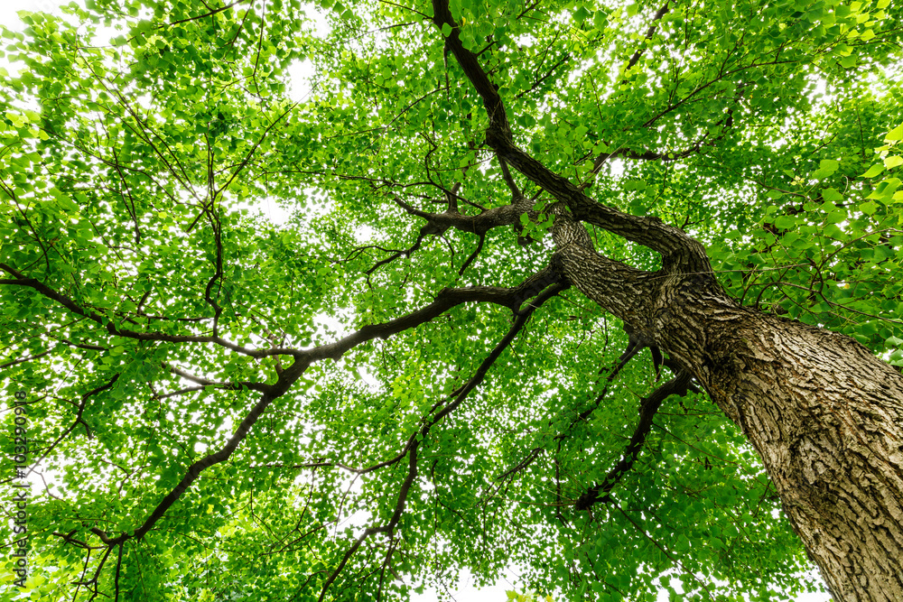 Green natural background of Chinese tallow trees in summer