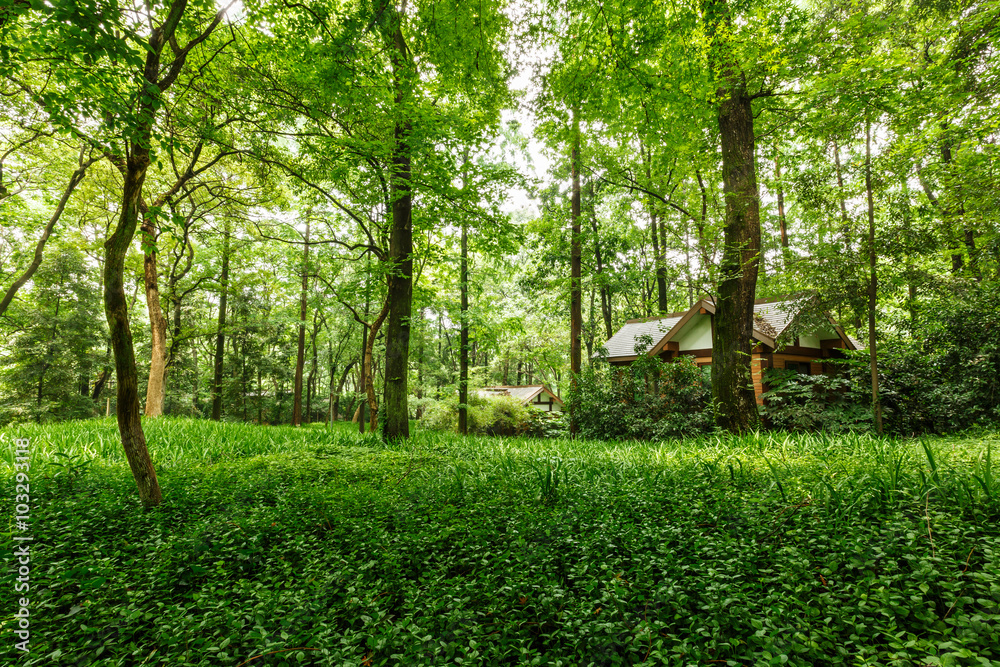 Green natural scenery in the quiet forest