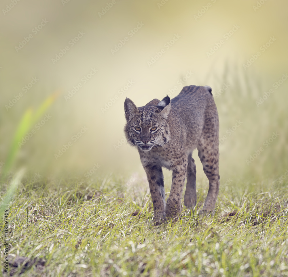 野山猫漫步