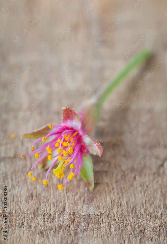 Pollen of cherry blossom sakura flower fall on wood floor