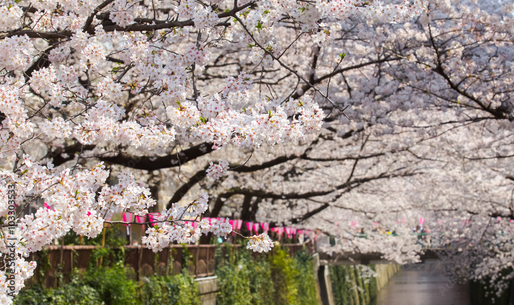 Beautiful sakura cherry blossom at Nakameguro Tokyo, Japan