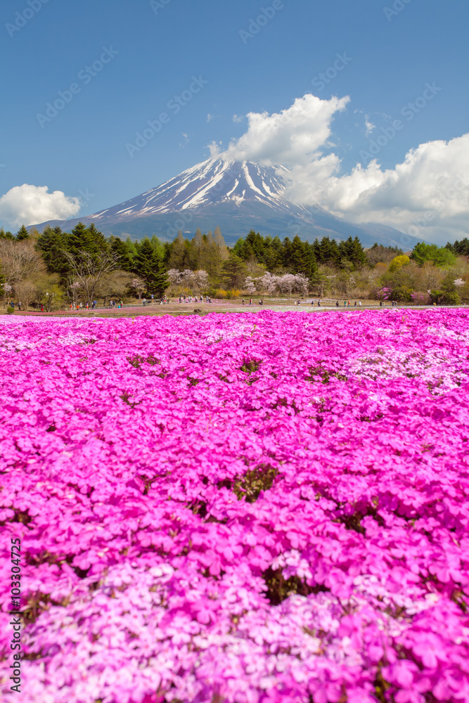 春季富士山和粉红色苔藓田