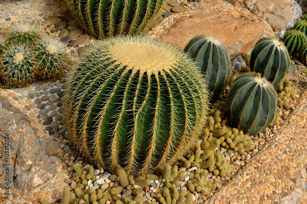 植物园里种植的美丽的大仙人掌