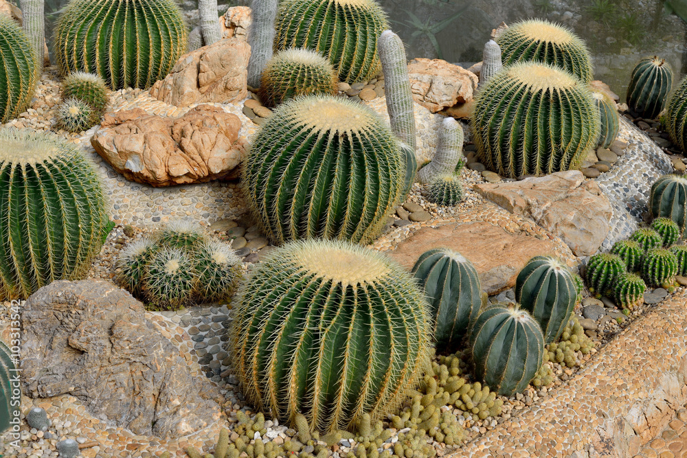 The beautiful big cactus planted in a botanical garden