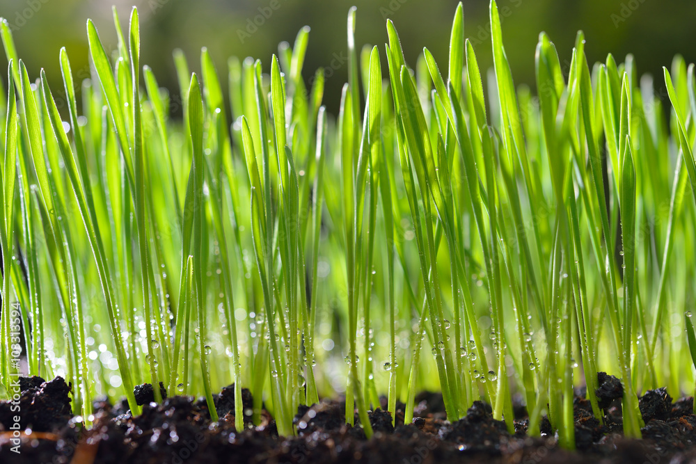 Fresh green wheat grass organic with drop dew growing in nature