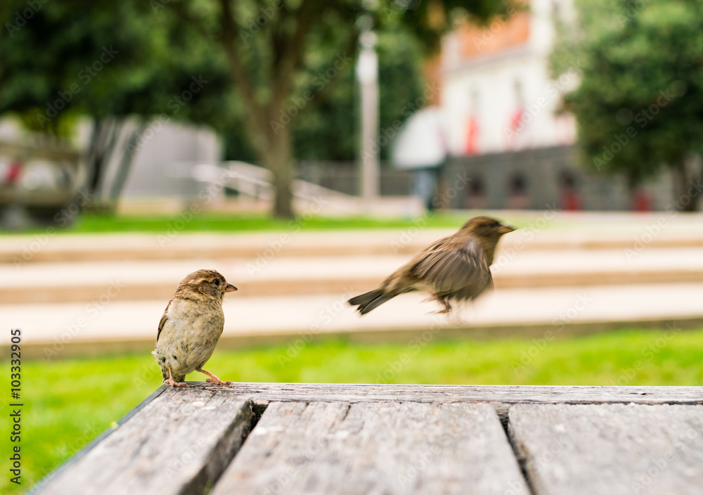 soaring sparrow