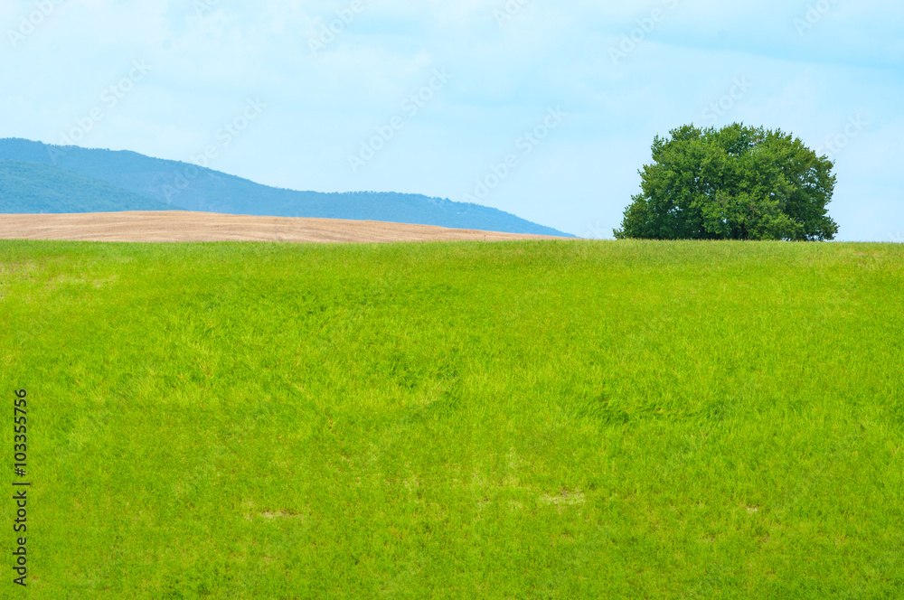 Lonely tree on top of the hill , Tuscany Italy.