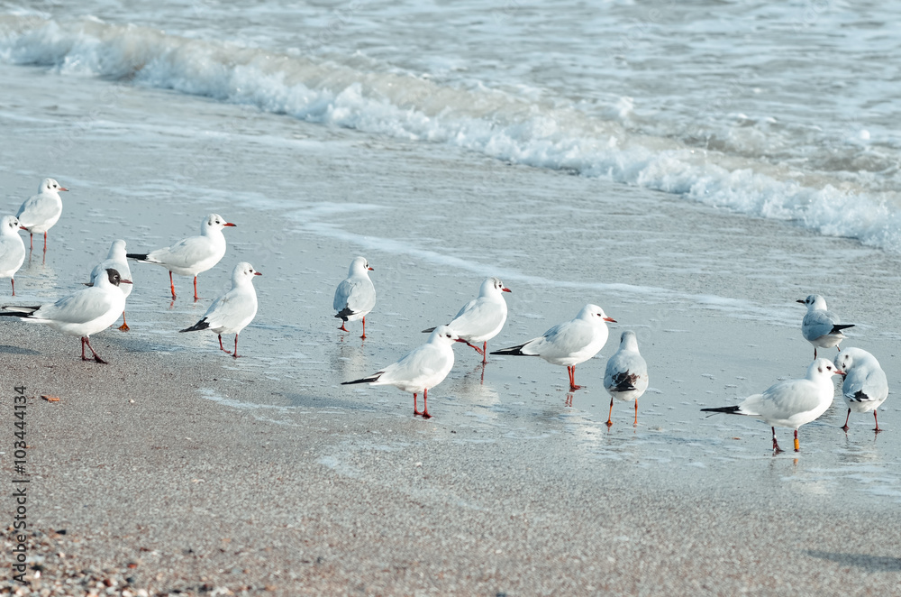 海滩上的海鸥