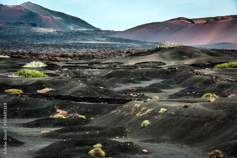 火山山附近的大型葡萄园