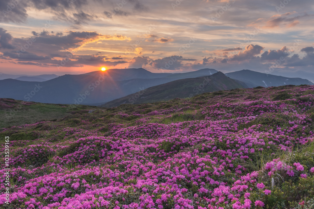 杜鹃花