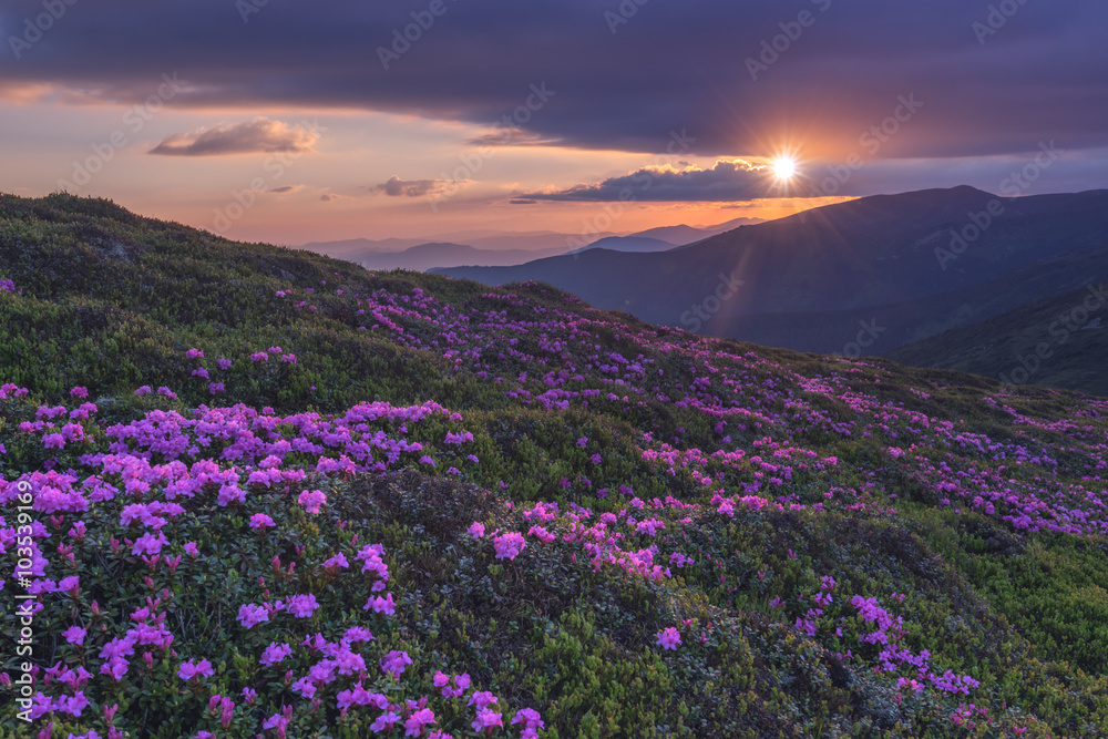 rhododendron