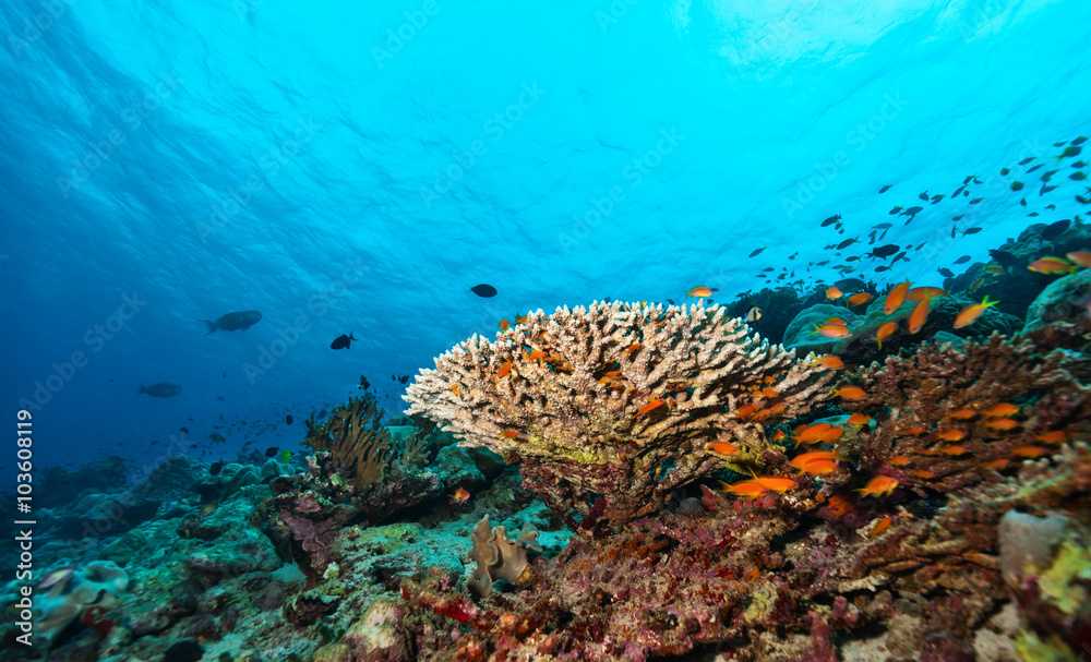 Coral reef with soft and hard corals