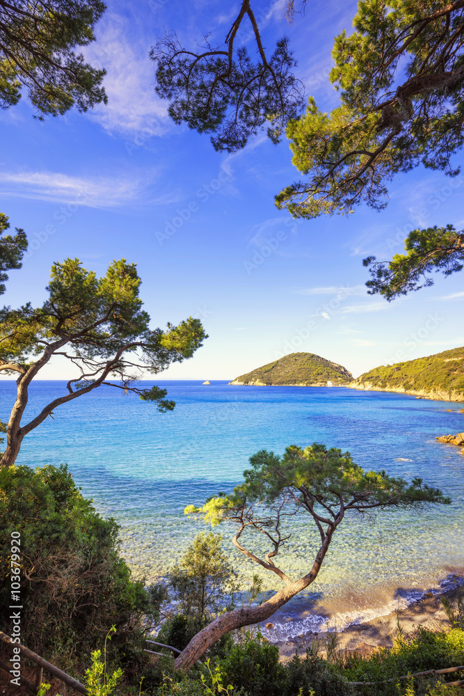 Elba island sea, Portoferraio Viticcio beach coast and trees. Tu