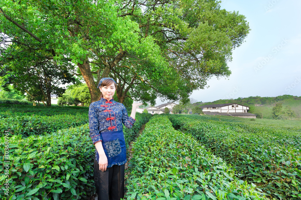 beautiful Asian girl working in green tea plantation