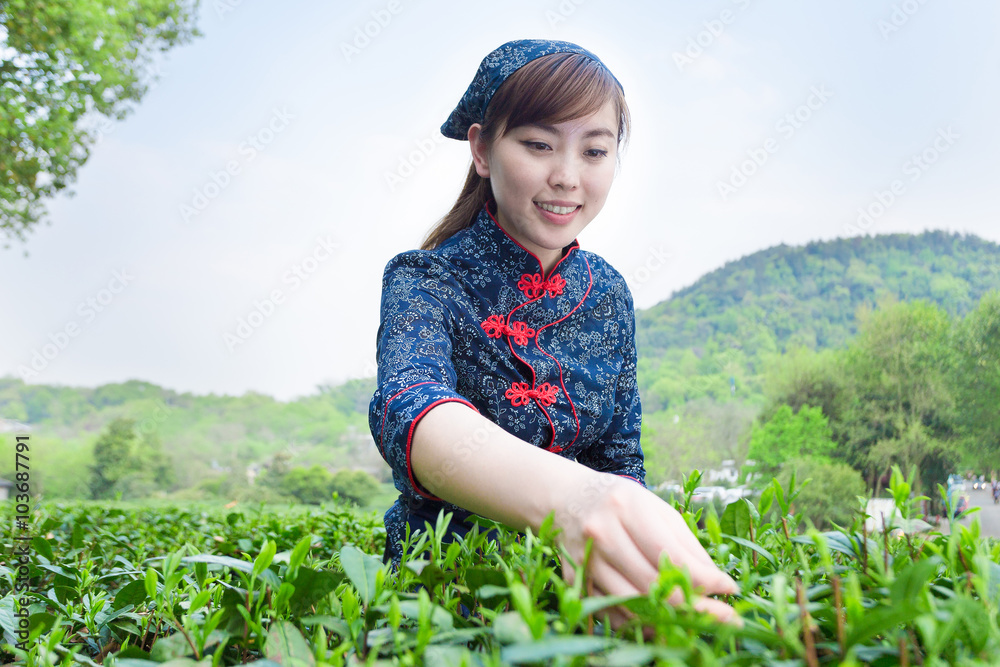 在绿茶种植园工作的美丽亚洲女孩