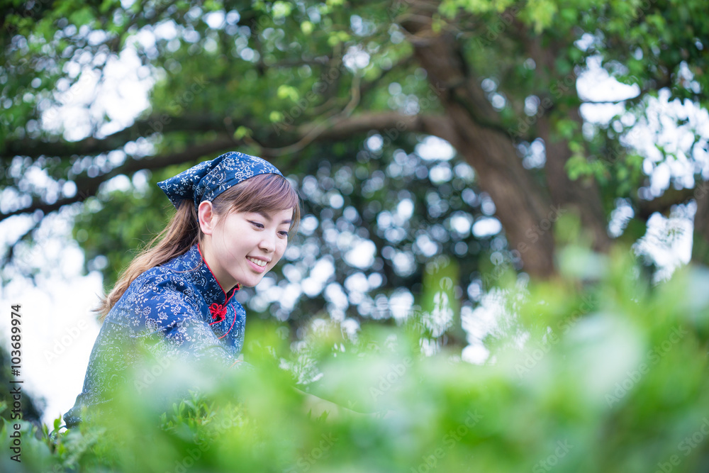 beautiful Asian girl working in green tea plantation