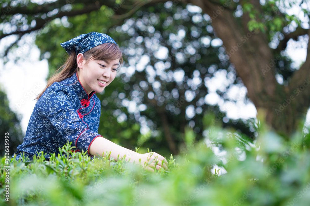 在绿茶种植园工作的美丽亚洲女孩