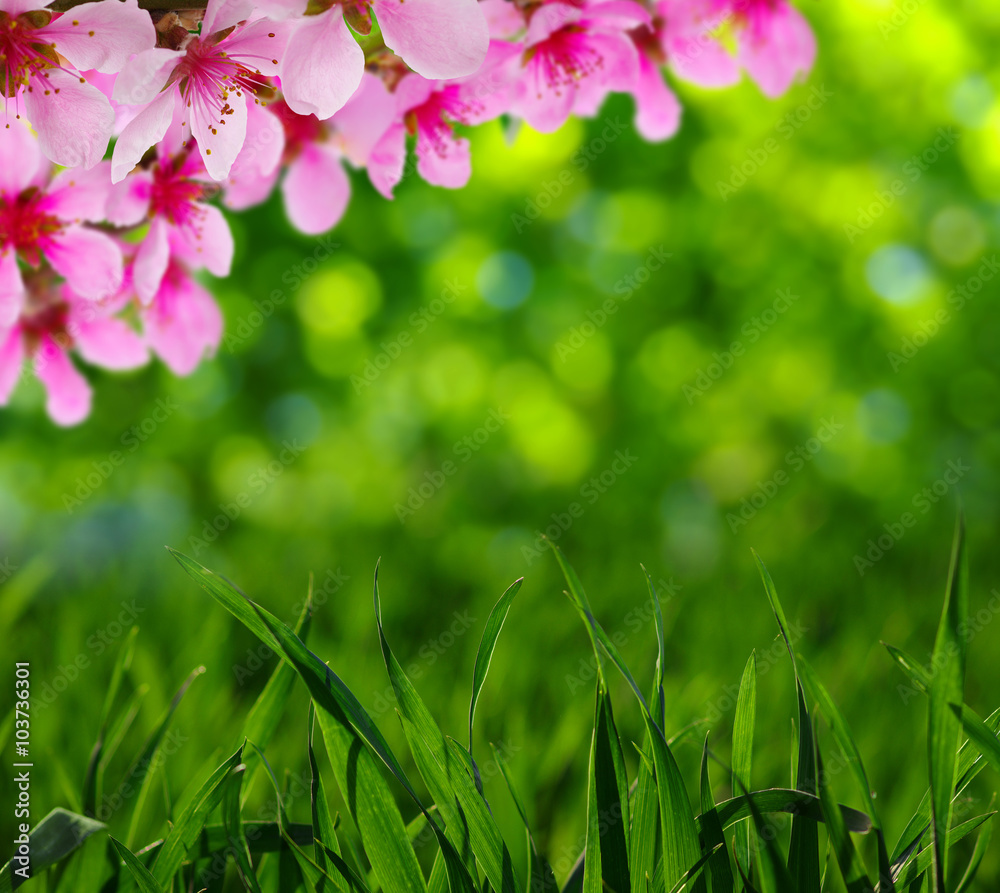 Spring blossom with soft blur background