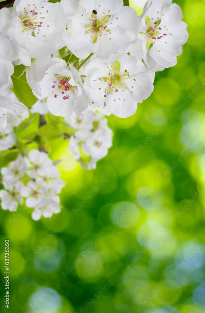 柔和模糊背景的春花