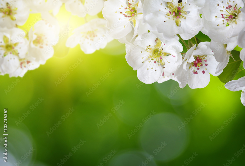 Spring blossom with soft blur background