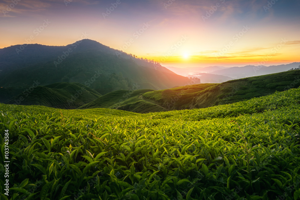 马来西亚卡梅伦高地的茶园