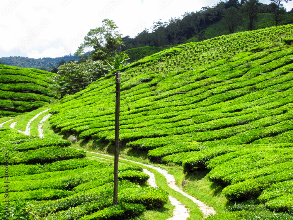 绿茶种植场景观全景图