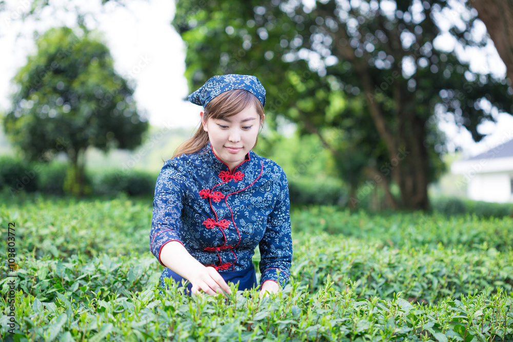 美丽的亚洲女孩在绿茶种植园工作