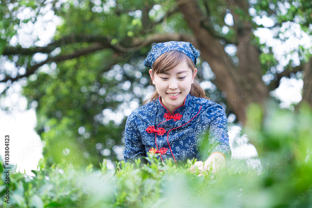 美丽的亚洲女孩在绿茶种植园工作