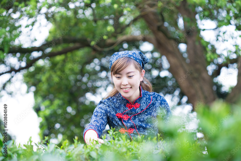 美丽的亚洲女孩在绿茶种植园工作