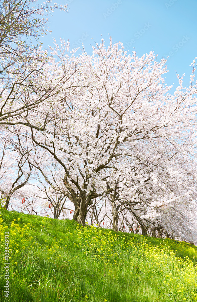 日本の春の風景　染井吉野と菜の花