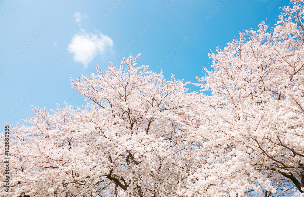 満開の桜　染井吉野