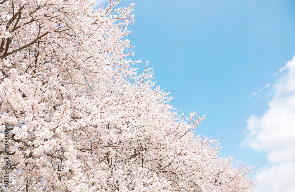 満開の桜　染井吉野