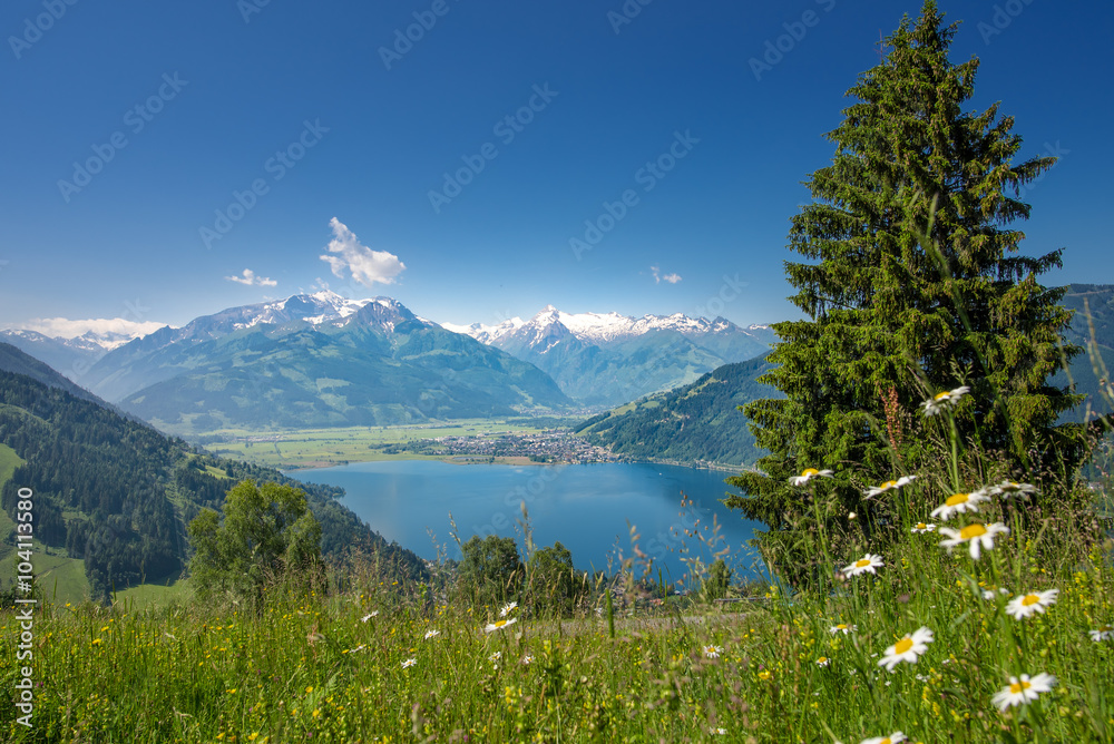 Gänseblümchen vor Zell am See