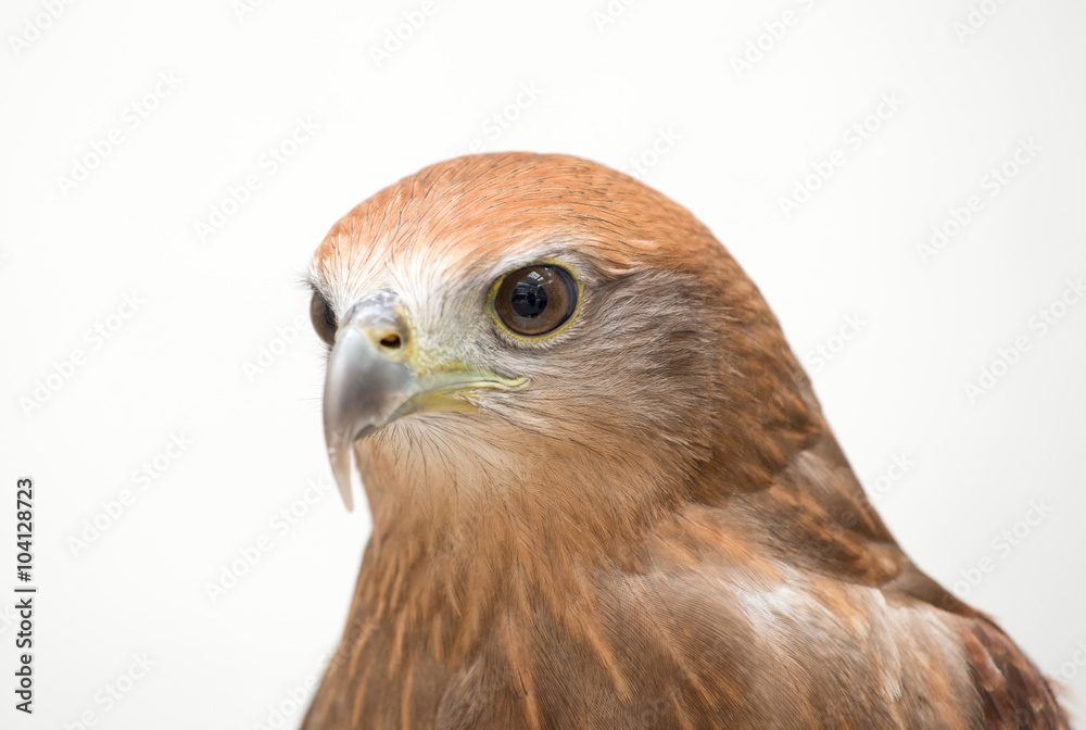 young Brahminy kite or Red-backed sea-eagle