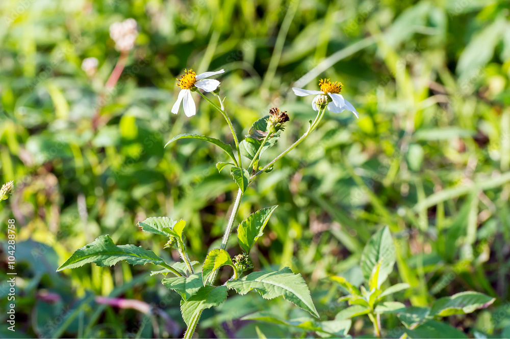 Bidens