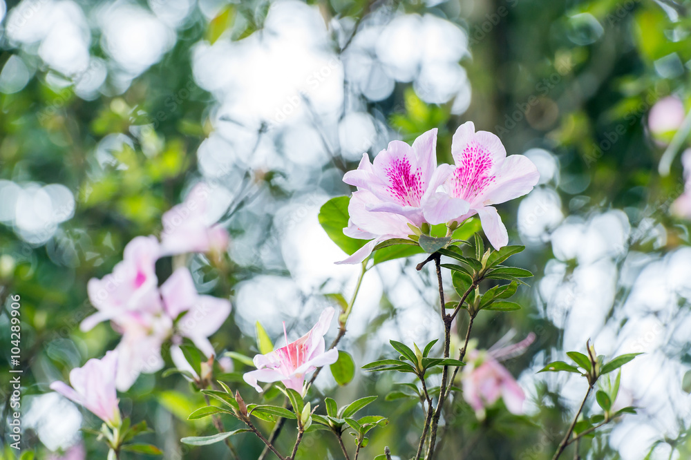 杜鹃花