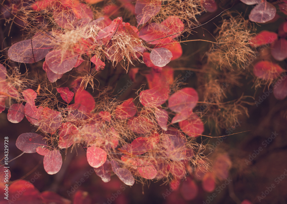 Beautiful autumn nature background with colorful leaves on branch in soft focus. Abstract. Vintage t