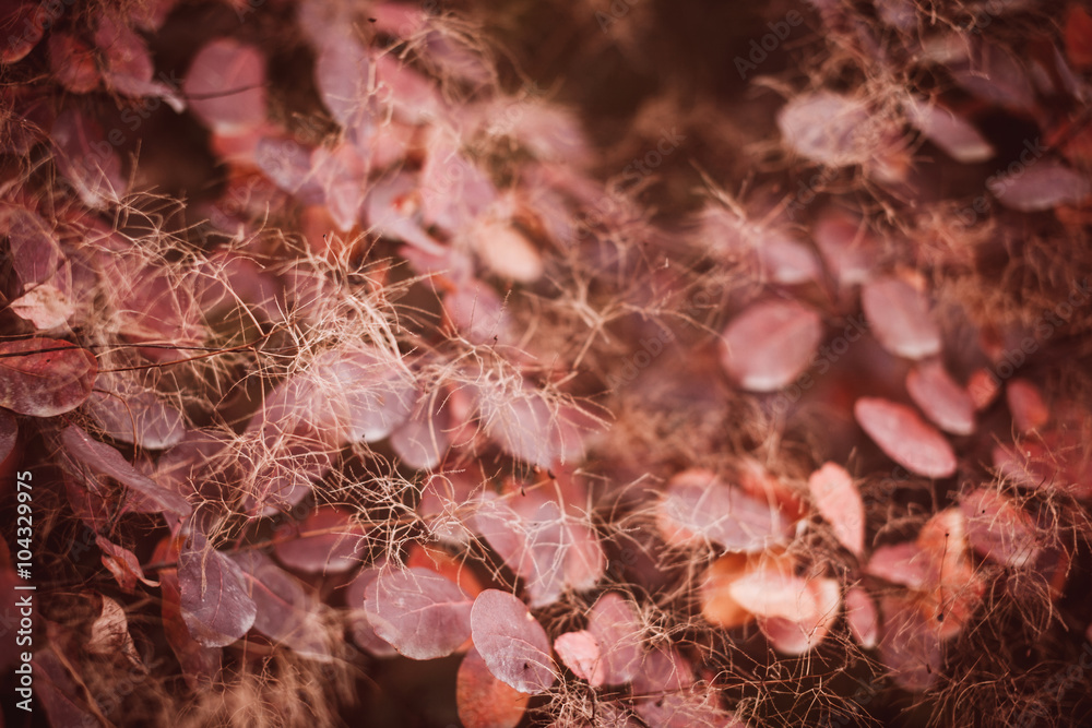 Autumn nature background with colorful leaves on branch. Soft fo