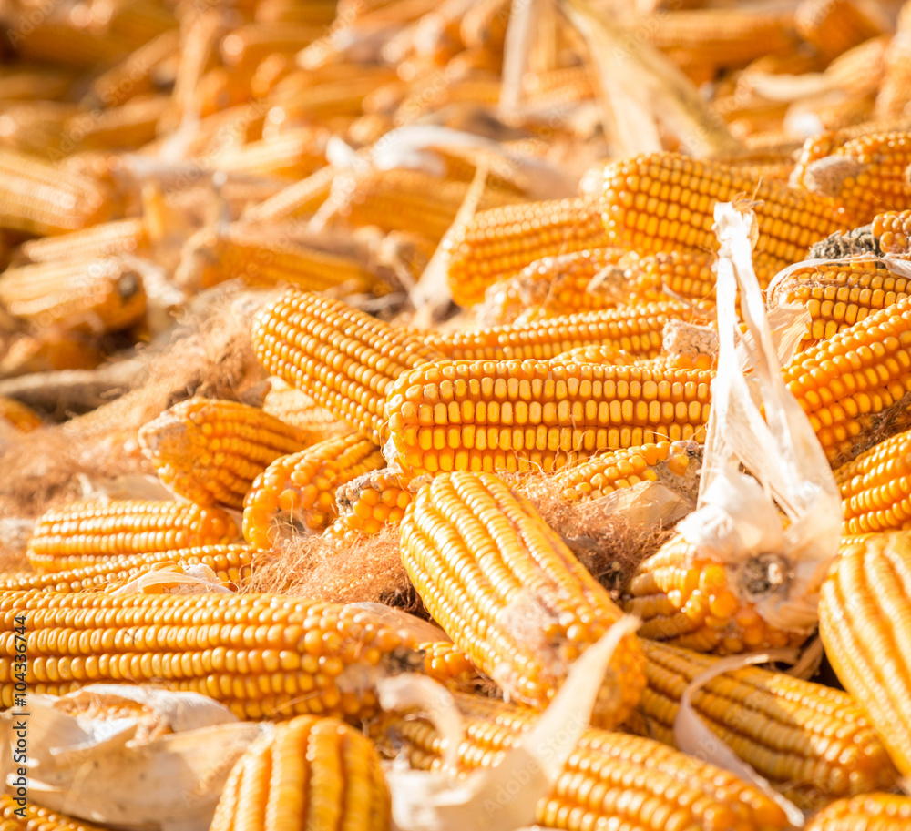 Autumn farm, corn pile, harvest feeling.