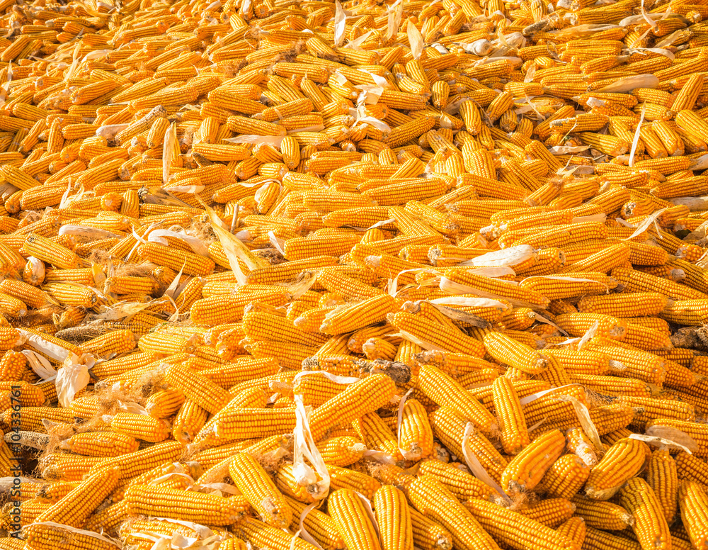 Autumn farm, corn pile, harvest feeling.