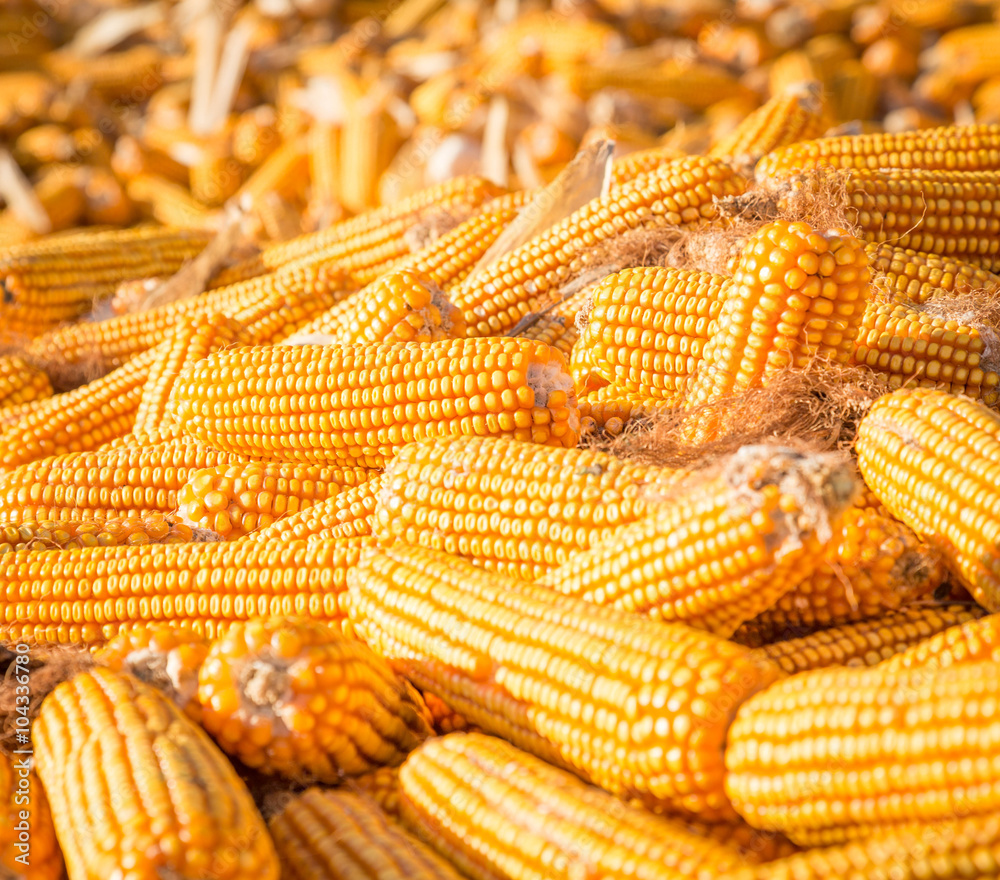 Autumn farm, corn pile, harvest feeling.