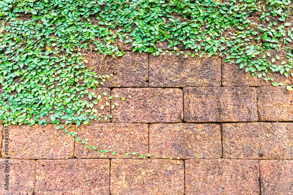 ivy on laterite brick wall