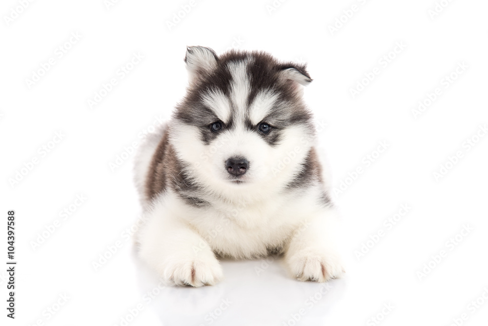 siberian husky puppy lying on white background isolated