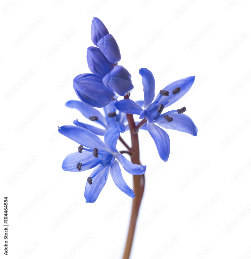 西伯利亚鱿鱼（Scilla siberica）的特写。早春花被隔离在白色背景上。沙