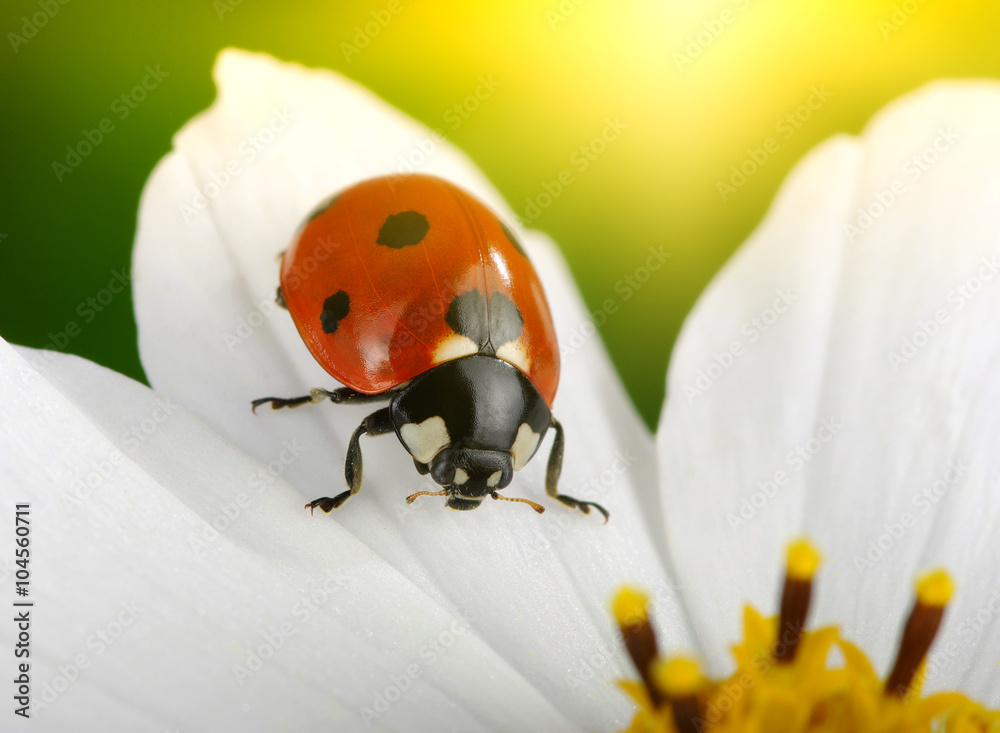 Ladybug and flower